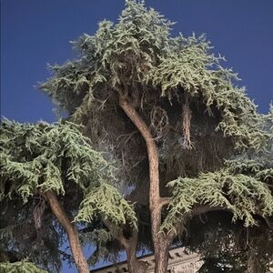 Meet your Posher, Ava